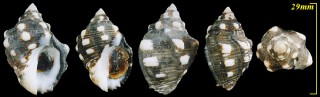 シラボリキバレイシ Acanthina brevidentata small