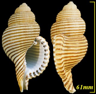 トウマキボラ 藤巻法螺 Gelagna succincta small