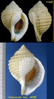 カブトボラ Galeodea leucodoma small