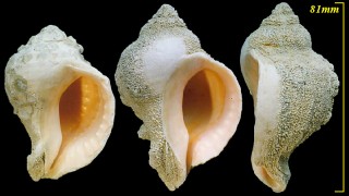 コブシツノオリイレ Xanthochorus xanthostoma small