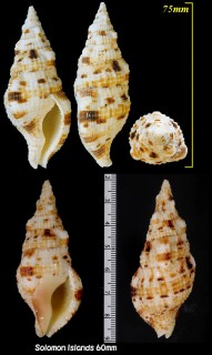 スギタニセコバイ (オボロセコバイ) Colubraria muricata small