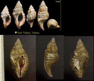 シノマキガイ 篠巻貝 Cymatium pileare small