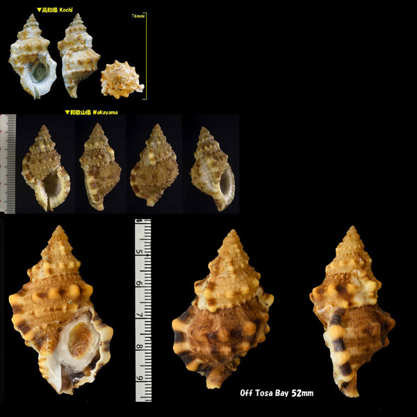 コナルトボラ 小鳴門法螺 Tritonoranella ranelloides small