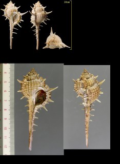 マゲバリホネガイ (キンスジコアッキ) Murex aduncospinosus small