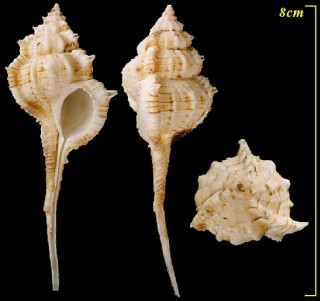 キイツブリボラ Haustellum kiiensis small