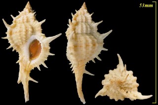 オナガホネガイ Siratus articulatus small