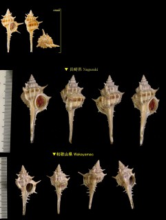 ヒメホネガイ Murex rectirostris small