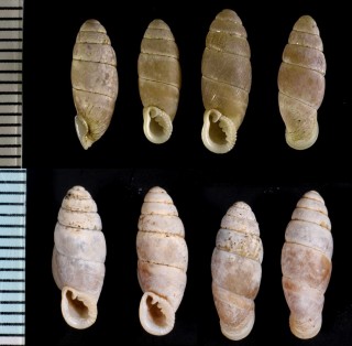 ナタマメギセル 鉈豆煙管 Luchuphaedusa ophidoon small