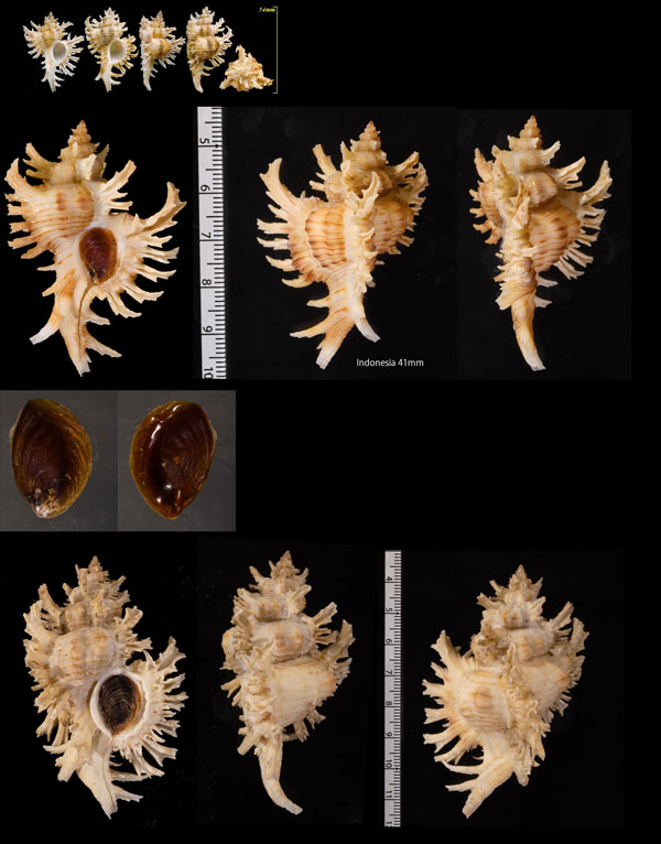 シロガンゼキボラ Chicoreus cnissodus small
