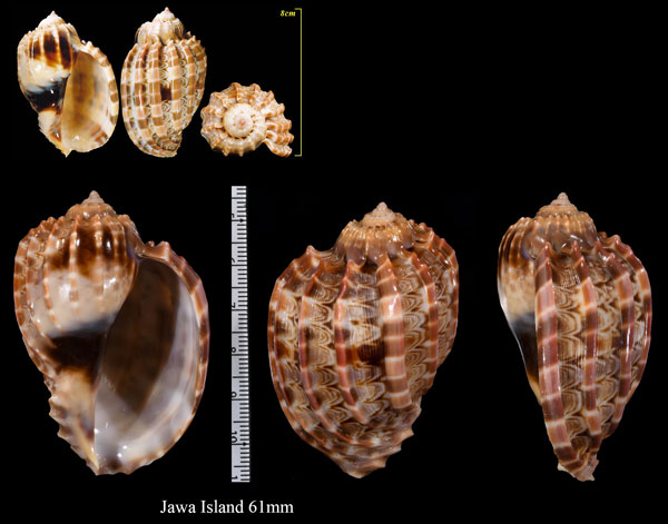 ウネショクコウラ Harpa major conoidalis small