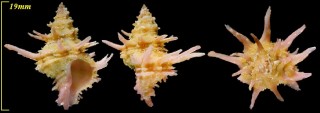 タカハシ(ヒメ)カセン Latiaxis takahashii small