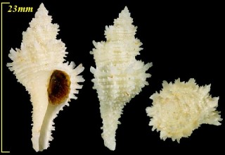 スガノミヤカセン Latiaxis filiaregis small
