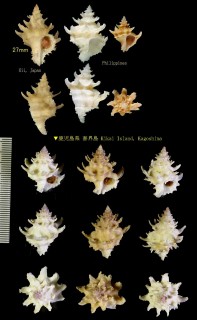 マドモチカセン Babelomurex diadema small