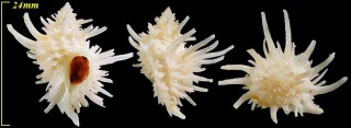 ウニカセン Babelomurex echinatus small