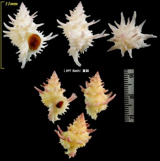 ナカヤスカセン Babelomurex nakayasui small