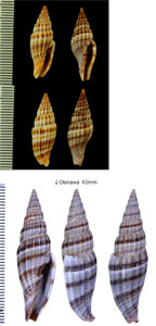 ミスジミノムシ Vexillum lyratum small
