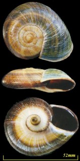 ヒシャゲマイマイ Pedinogyra hayii small