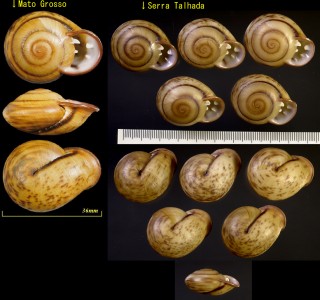 ヒラサカダチマイマイ (ダイオウサカダチマイマイ) Anostoma depressum small