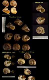 オキナワヤマタニシ 沖縄山田螺 Cyclophorus turgidus turgidus small