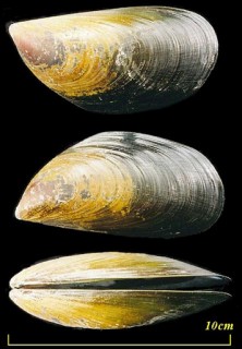 ナナイロイガイ Choromytilus chorus small