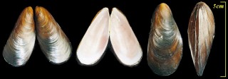 アルゴヒバリガイ Semimytilus algosus small