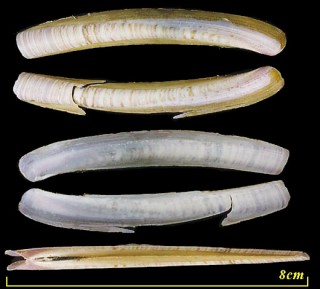 マテガイモドキ Ensis ensis small