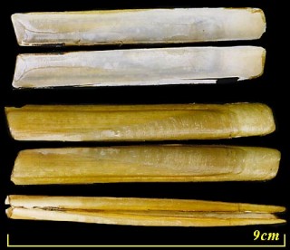 マテガイ 馬刀貝 Solen strictus small