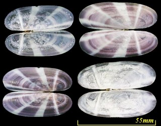 オオシボリミゾガイ Siliqua radiata small