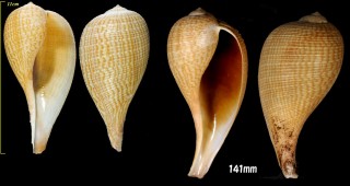 オオビワガイ Ficus gracilis small
