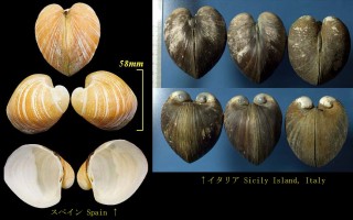 リュウオウゴコロ Glossus humanus small