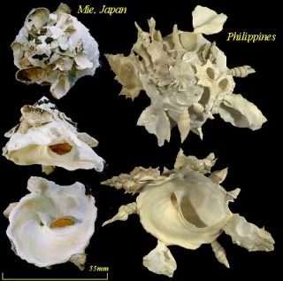 クマサカガイ 熊坂貝 Xenophora pallidula small