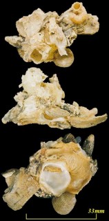 ホンクマサカ Xenophora japonica small