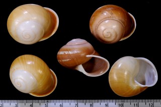 マルアカオビカスリマイマイ Calocochlia zonifera circe small
