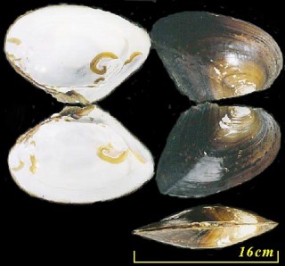イケチョウガイ Hyriopsis schlegeli small
