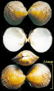 ナガカワボタンガイの亜種 Fusconaia subrotunda lesueuriana small