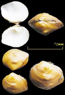 コブモチカワボタン Obliquaria reflexa small