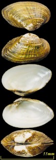 タバコイレヌマガイ Epioblasma triquetra small