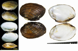 チャイロヌマガイ Actinonaias ligamentina carinata small