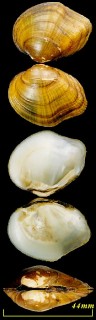 ランジハナヌマガイ Epioblasma torulosa rangiana small