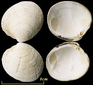 マルスダレガイの仲間 Venus antiqua small