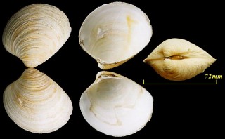 フスマガイ 衾貝 Clementia vatheleti small