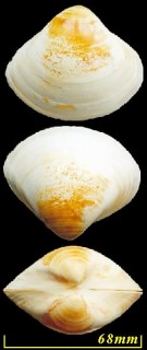 フクレタママキガイ Mactra turgida small