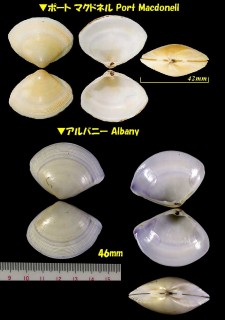 アカネタママキガイ Mactra rufescens small
