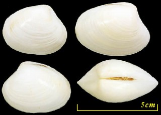 シロハマグリ Pitar albidus small