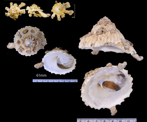 セブチリメンクマサカ Xenophora granulosa small