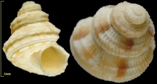 ニシキウズ類01 Pagodatrochus variabilis small