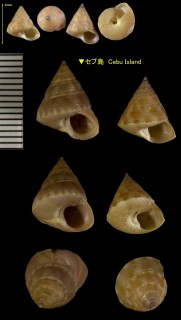ヒメエビス Calliostoma ticaonia small