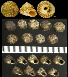 サルバドルクボガイ Tegula hotessieriana small