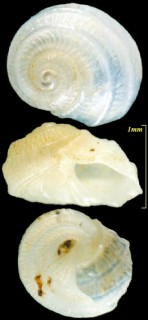 ナギサマイマイ Tornus subcarinatus small