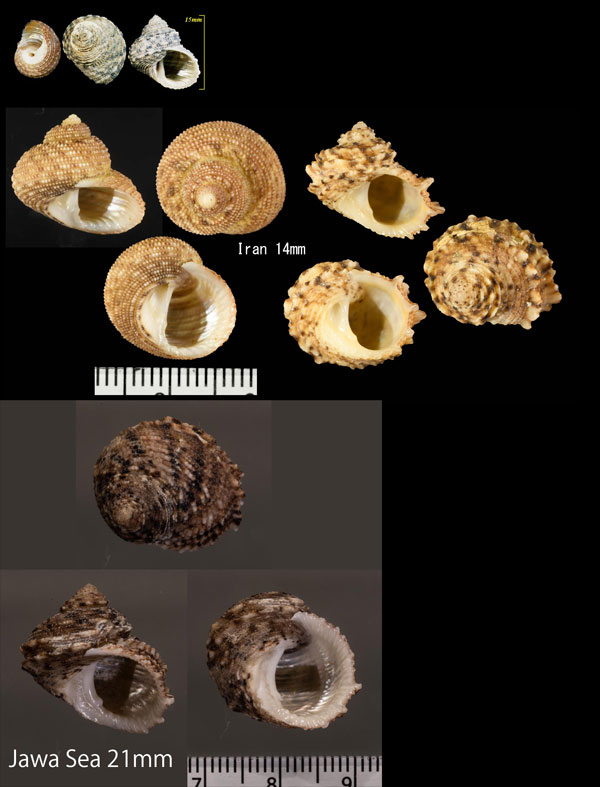 アラスジサンショウガイモドキ Euchelus asper quadricarinatus small